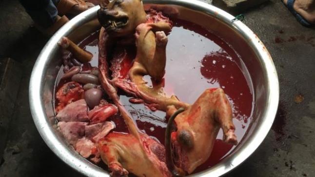 انطلاق أكل لحوم الكلاب بالصين، شاهد التفاصيل بالصور