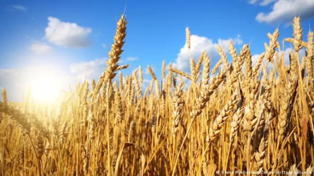 توفير تقاوي القمح المعتمدة بنسبة 70% في مصر