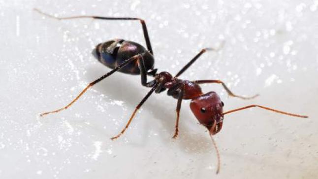 تفسير حلم النمل في المنام لابن سيرين والنابلسي