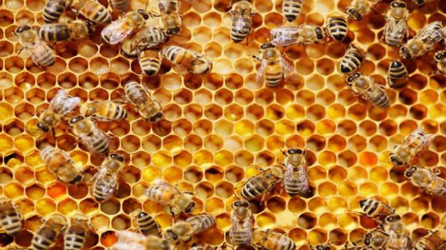 تفسير حلم النحل في المنام
