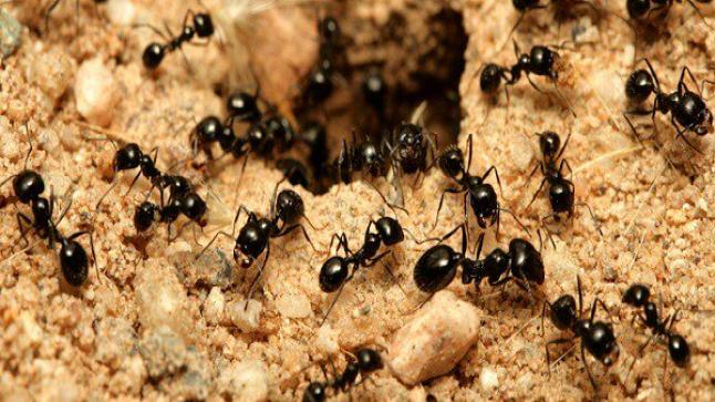 تفسير حلم النمل في المنام