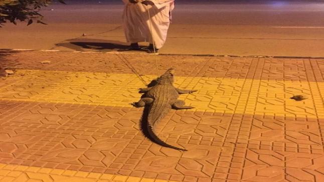 السيطرة على تمساح يتجول في شوارع السعودية